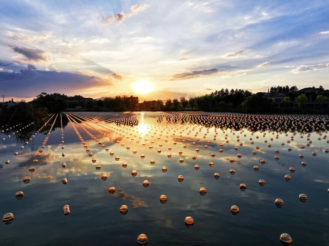 Where Do the World's Best Freshwater Pearls Come From? A Look Inside Zhuji's Waters